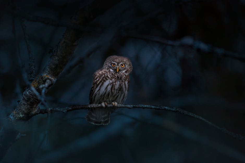 Funny Things Night Owls Know Too Well
